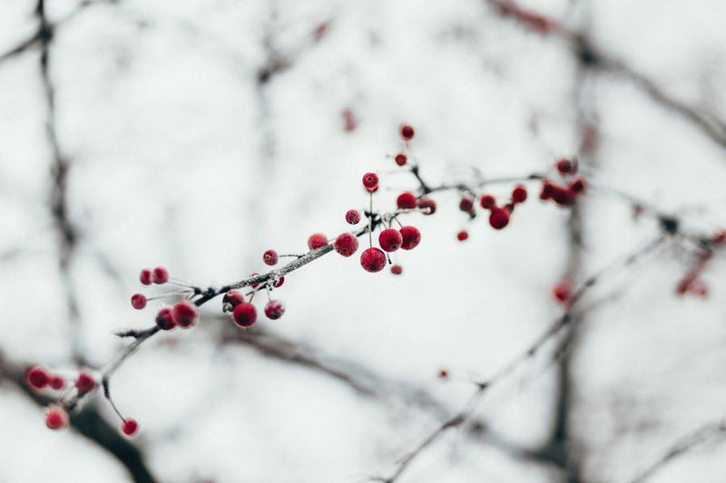 Circadian clocks control our sense of smell