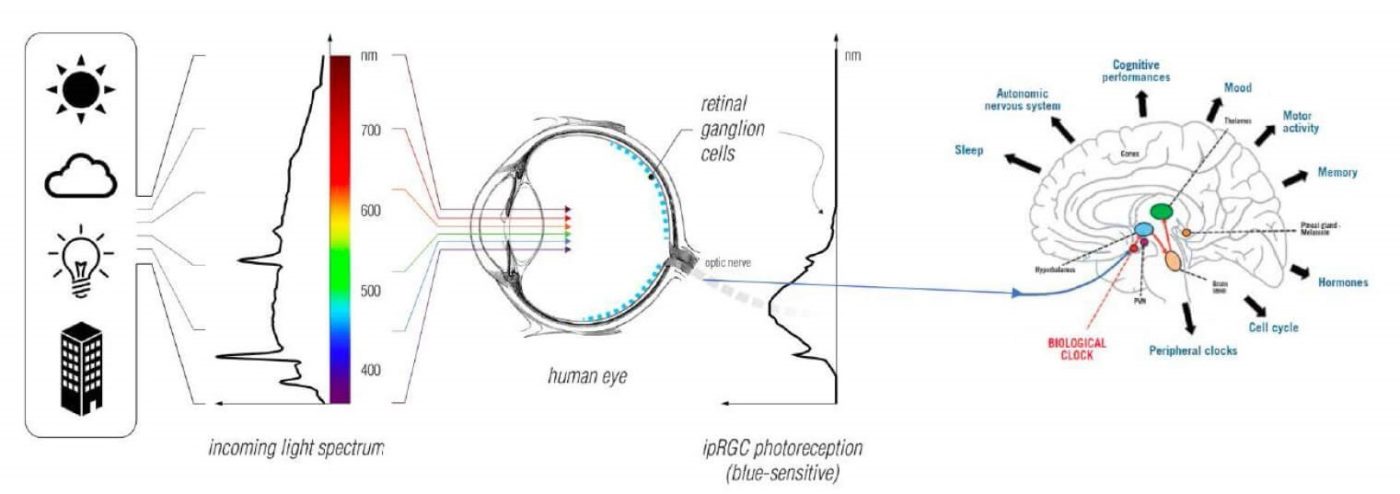 Light and our circadian rhythms, health and wellbeing